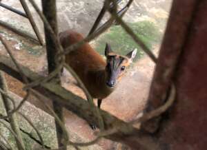 Red muntjac transferred to national park