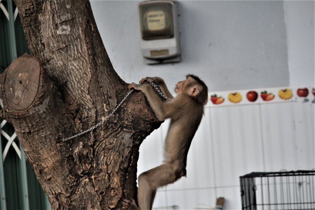 Pig-tailed macaque confiscated from residence