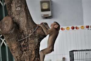 Pig-tailed macaque confiscated from residence