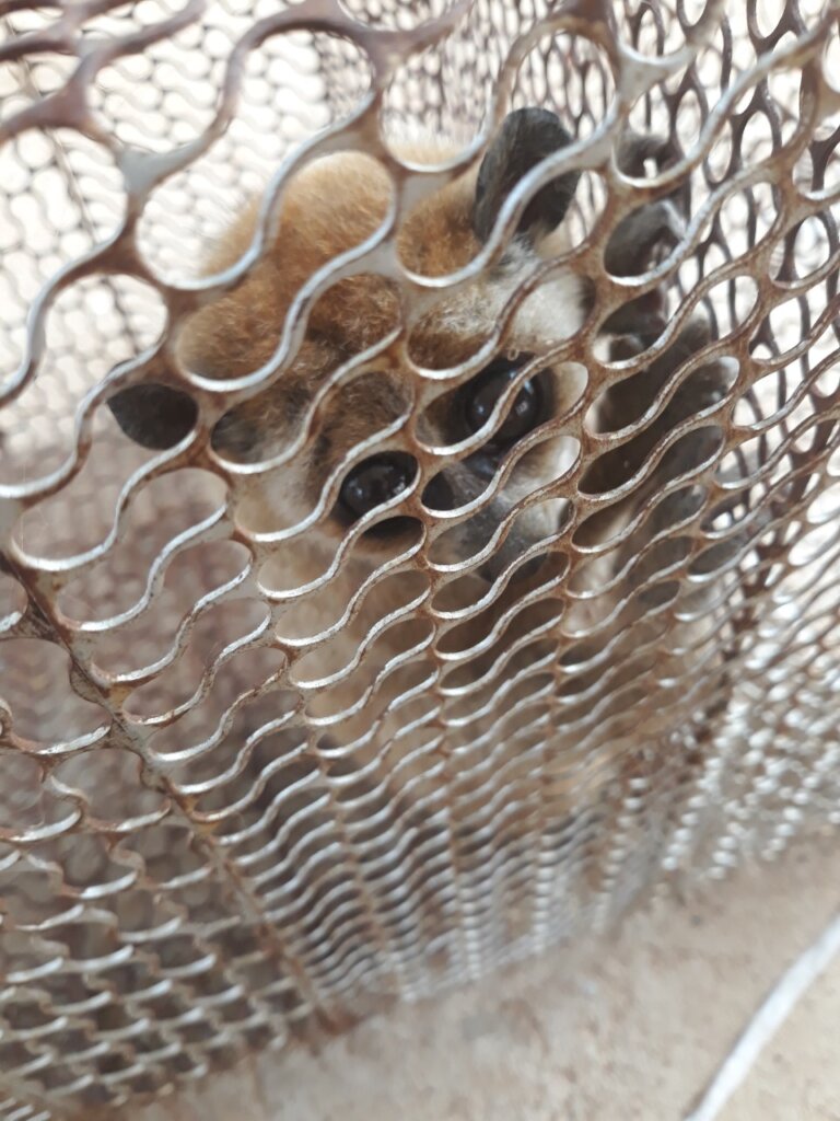 Pygmy loris confiscated