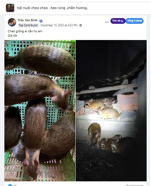 Subject advertising mouse-deer in Facebook group