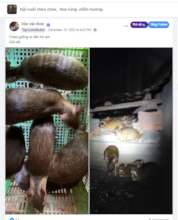 Subject advertising mouse-deer in Facebook group