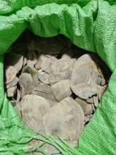240kg of pangolin scales confiscated in Quang Ninh