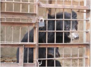 Asiatic black bear kept on a bile farm
