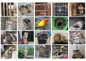 Wildlife rescued in 2022