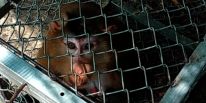 Macaque confiscated