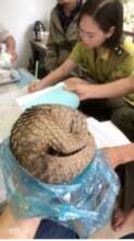 Pangolin voluntarily transferred to authorities