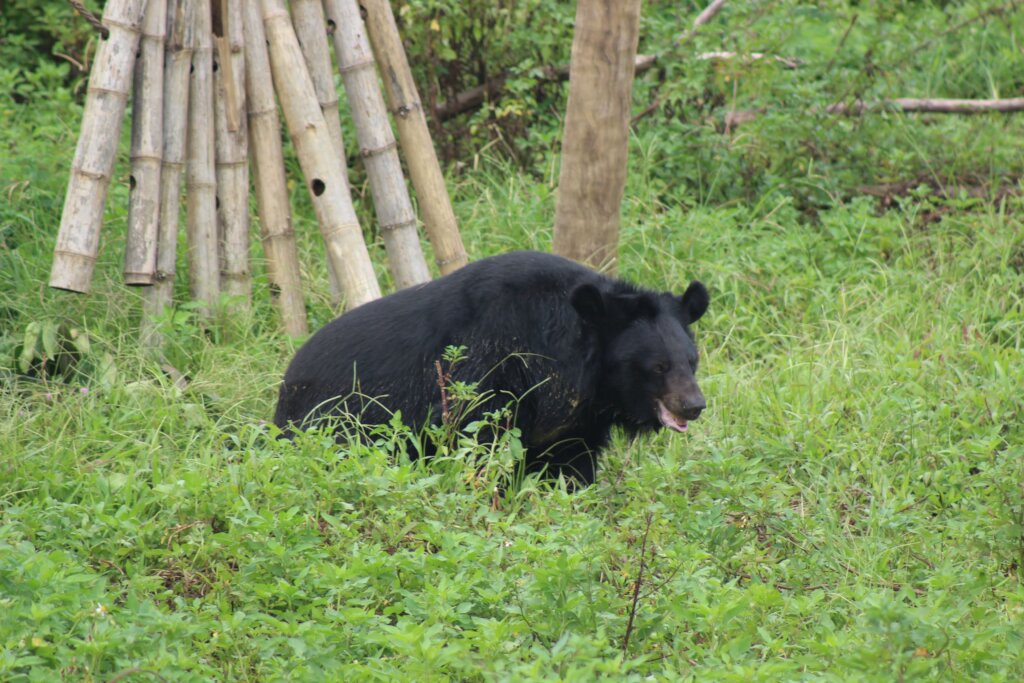 Protect Endangered Wildlife Against Exploitation