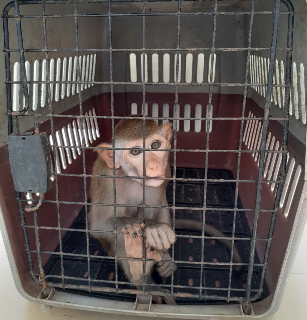 Protect Endangered Wildlife Against Exploitation