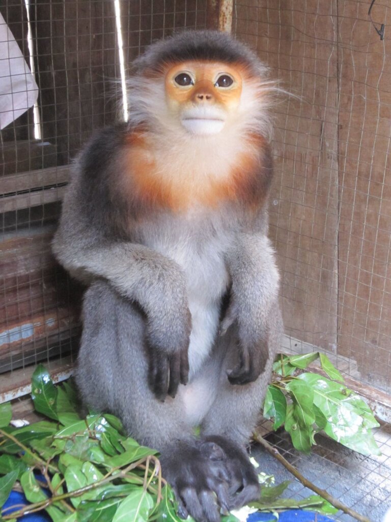 Protect Endangered Wildlife Against Exploitation