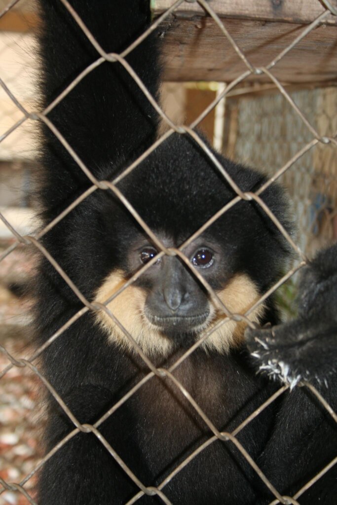 Protect Endangered Wildlife Against Exploitation