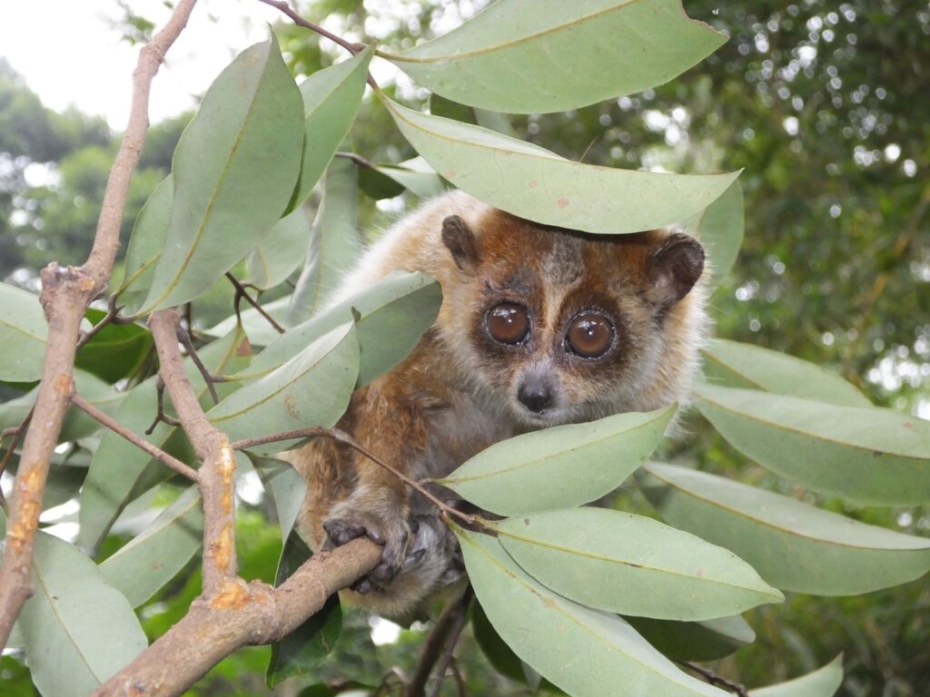 Protect Endangered Wildlife Against Exploitation