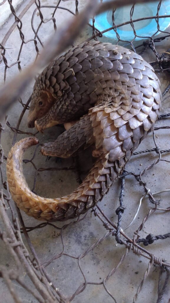 Protect Endangered Wildlife Against Exploitation