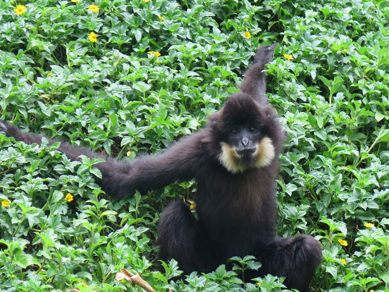 Protect Endangered Wildlife Against Exploitation