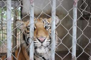 Protect Endangered Wildlife Against Exploitation
