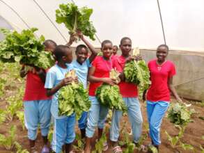 School youth harvesting spinach