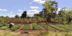 Nursery gardens-onions, kales, peppers w moringa