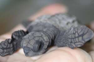 olive ridley