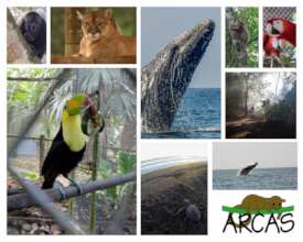 ARCAS