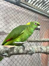 One of 15 yellow-naped amazons from El Salvador