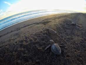 Olive ridley hatchlings ready to enter the sea.