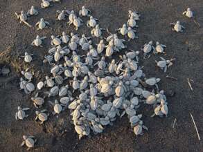 Olive ridley hatchlings ready to enter the Pacific
