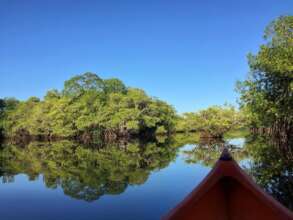 Hawaii mangroves