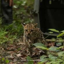 Margay release