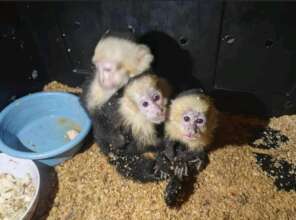Capuchin monkeys rescued in July