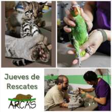 Animals rescued at the Peten rescue center