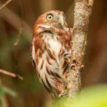 Vermiculated owl