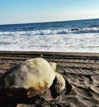 Rehabilitated Pacific green sea turtle