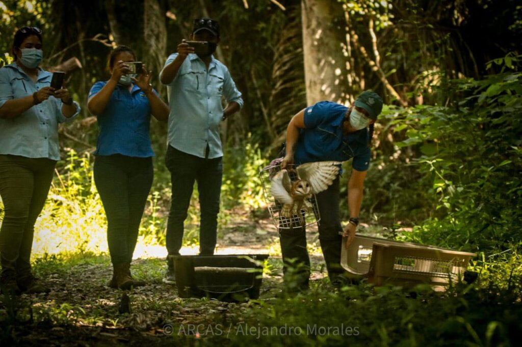 Save Guatemalan Wildlife and Biodiversity!!!