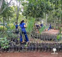 Planting trees in Merida