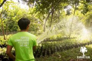 irrigating our trees