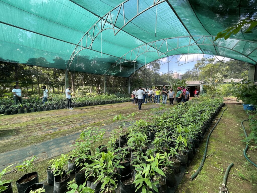 Support Kanan Kab to plant 25,000 trees in Yucatan