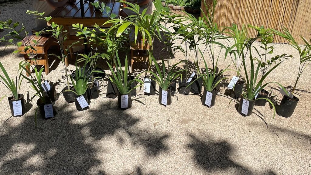 Adopt a tree event!