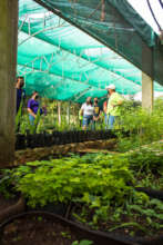 Production of trees!