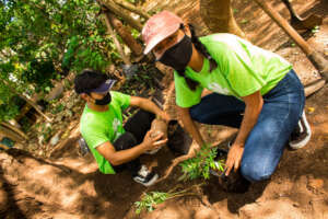 Support Kanan Kab to plant 25,000 trees in Yucatan