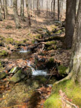 DRNP Stream