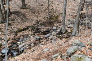 Deer Run Nature Preserve Bridge Project