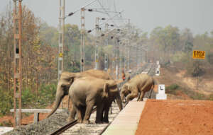 The Plight of Elephants of West Bengal