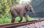 Saving W.Bengal Elephants from Deadly Train Tracks