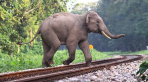 Saving W.Bengal Elephants from Deadly Train Tracks