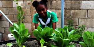 INMED ASE-Jamaica spreads to the Caribbean