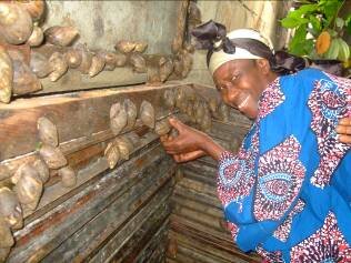 TRAIN 3K WIDOWS IN SNAIL FARMING, S/EAST, NIGERIA