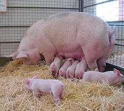 An improved pig