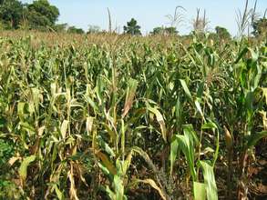 Modern maize growing