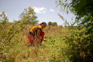 wild plant gathering