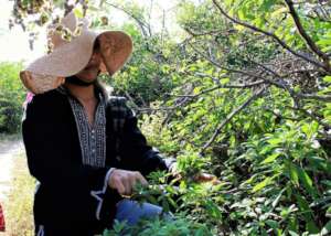 Itzel collecting medicinal plants